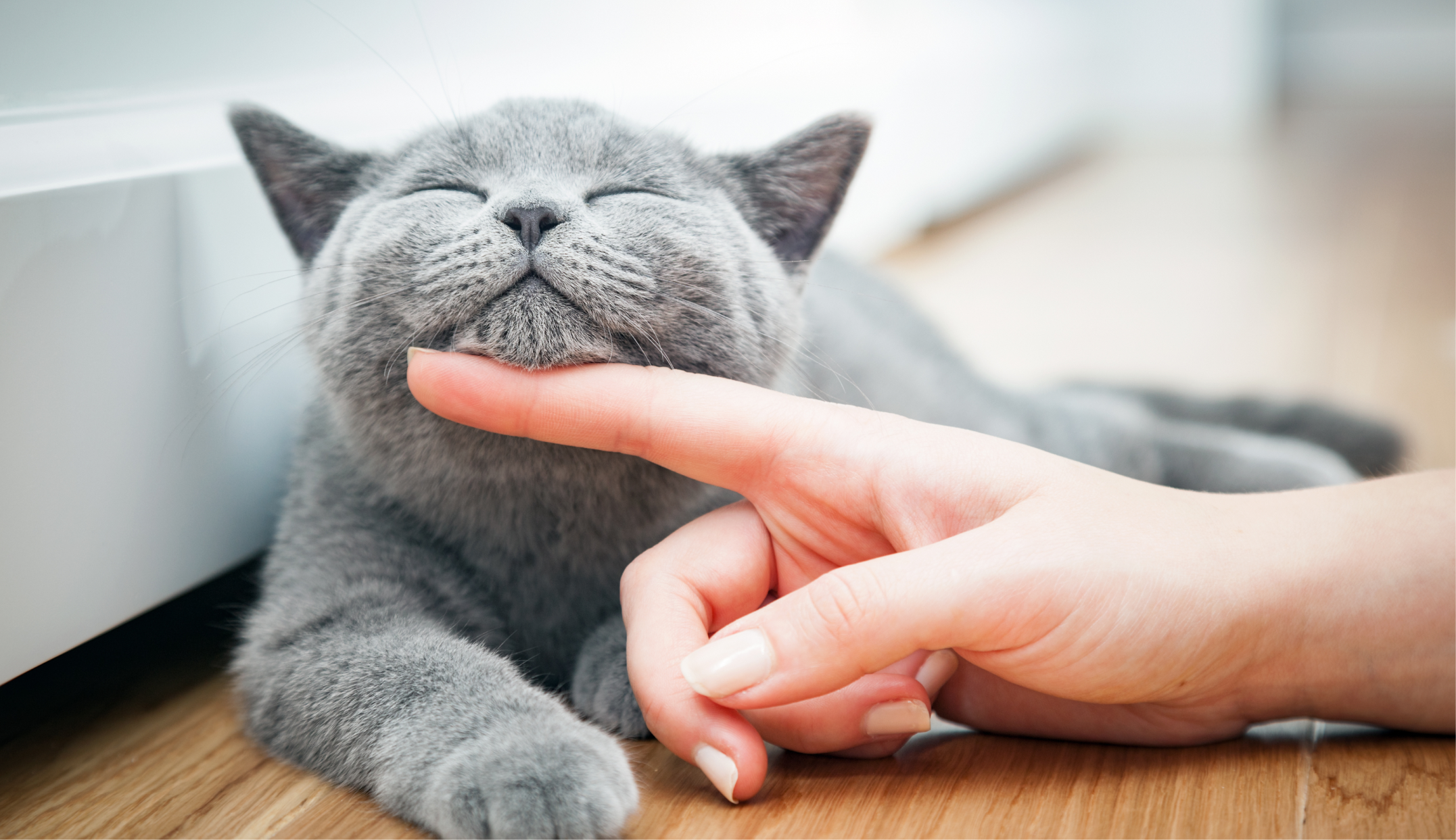 Eine graue Katze wird von ihrem Frauchen unter ihrem Kinn gestreichelt.